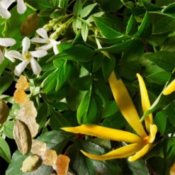 MOLTON BROWN Relaxing Ylang-Ylang Body Lotion 300 Ml -Kosmetikgeschäft 1309315 MOLTON BROWN Relaxing Ylang Ylang Body Lotion 300 ml.f0c19bfe